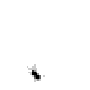 fourmi.gif